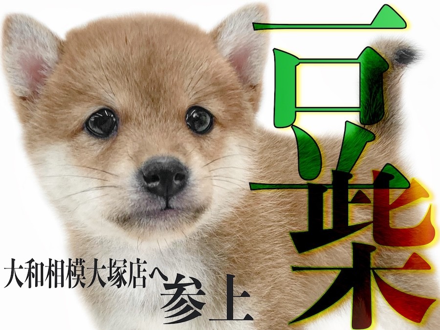 豆柴Rページ 豆柴 】情熱の赤を身に纏った最小クラスのサイズをもつ小柄な日本犬