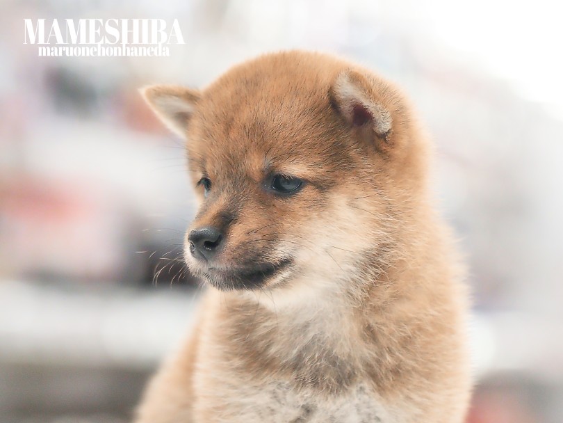 成犬時5kg前後を想定 | 豆柴 （05-122） - 本羽田店