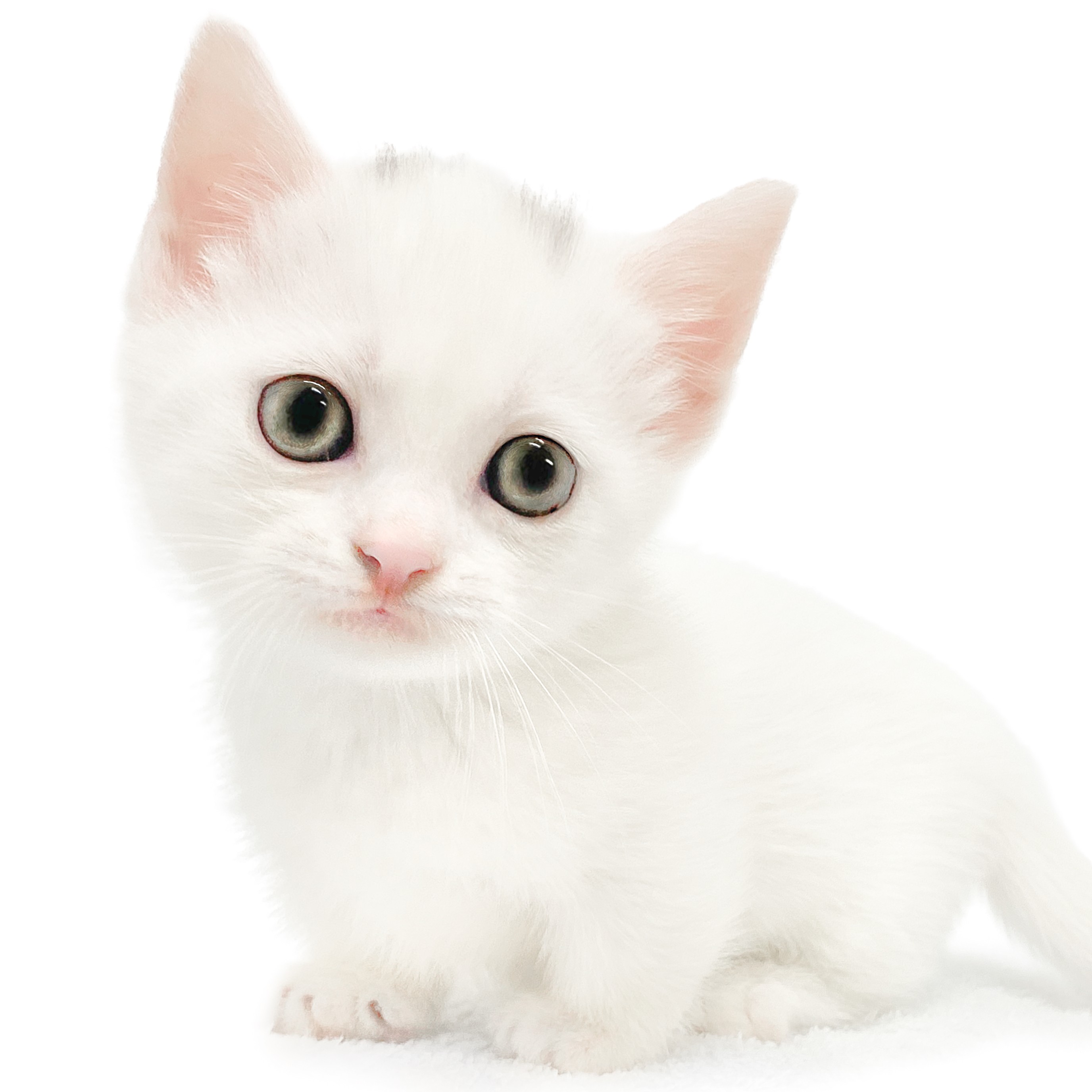 猫壱 キャットプレイキューブ mofusand (82121) 猫用 おもちゃ