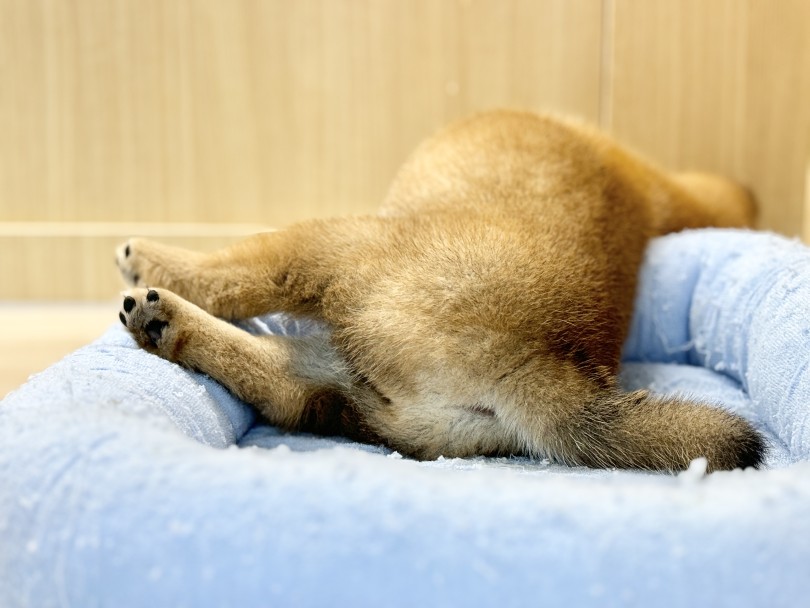 お昼寝姿のお尻も可愛いでしょ♡ | 柴犬 （06-201） - 横浜 大倉山店