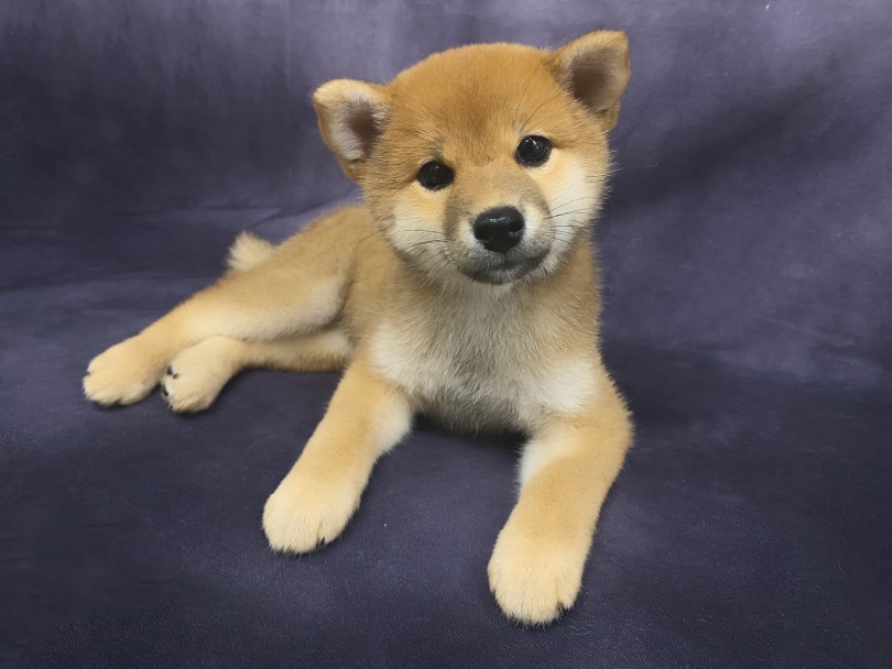 お辞儀をしていたお耳は天を仰ぐ！ | 柴犬 （06-201） - 横浜 大倉山店