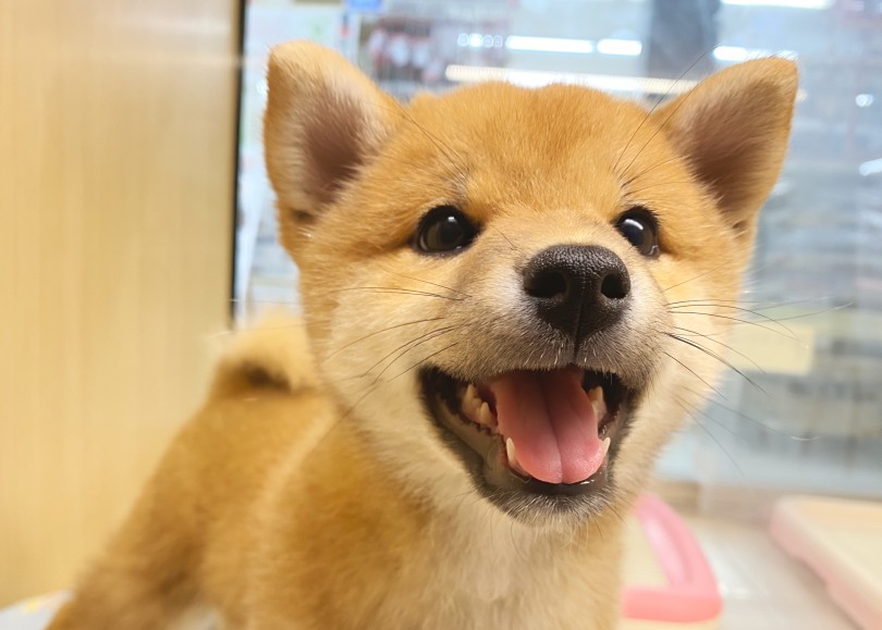 感情ダダ漏れ！特に笑顔が可愛い！！！ | 柴犬 （06-201） - 横浜 大倉山店