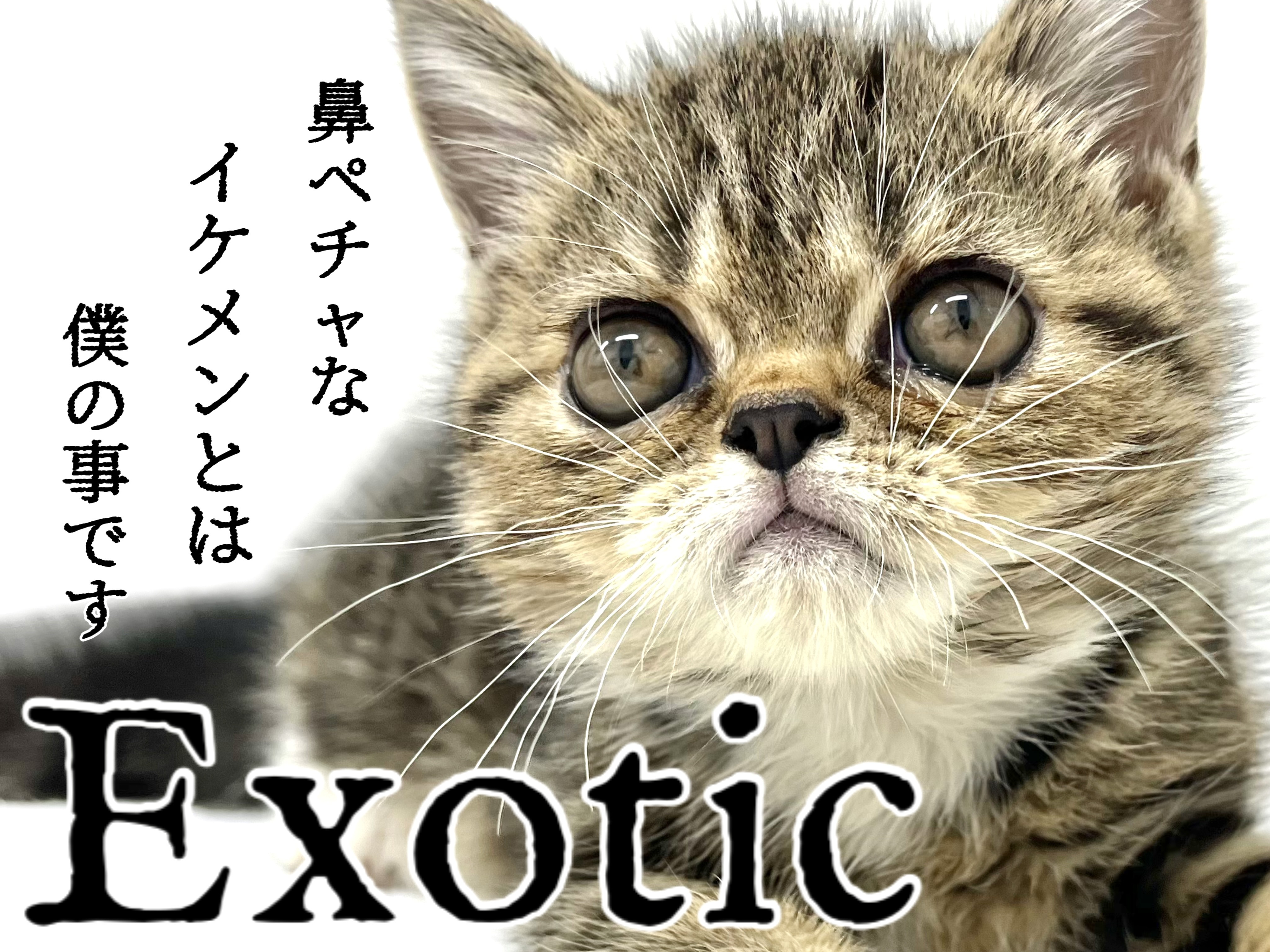 尾丸鼻ぺちゃ Amazon.co.jp: 鼻ぺちゃニャンず ぼっこ&ずー写真集 : pechanko_bocco