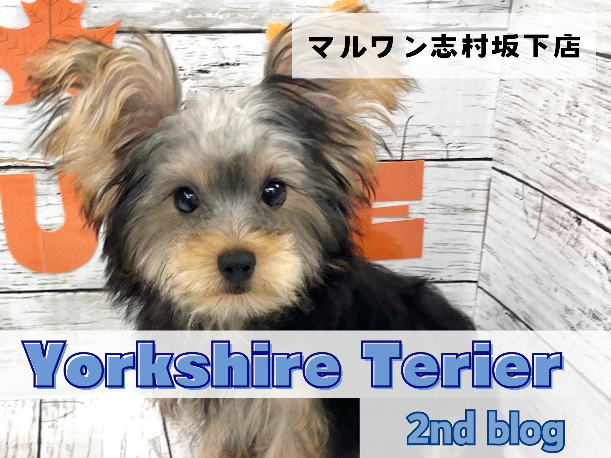 オーダー受付　クローゼット　ヨーキー　ご予約ページ　5/16 オーダー受付 クローゼット ヨーキー ご予約ページ 5/16 オーダー受付