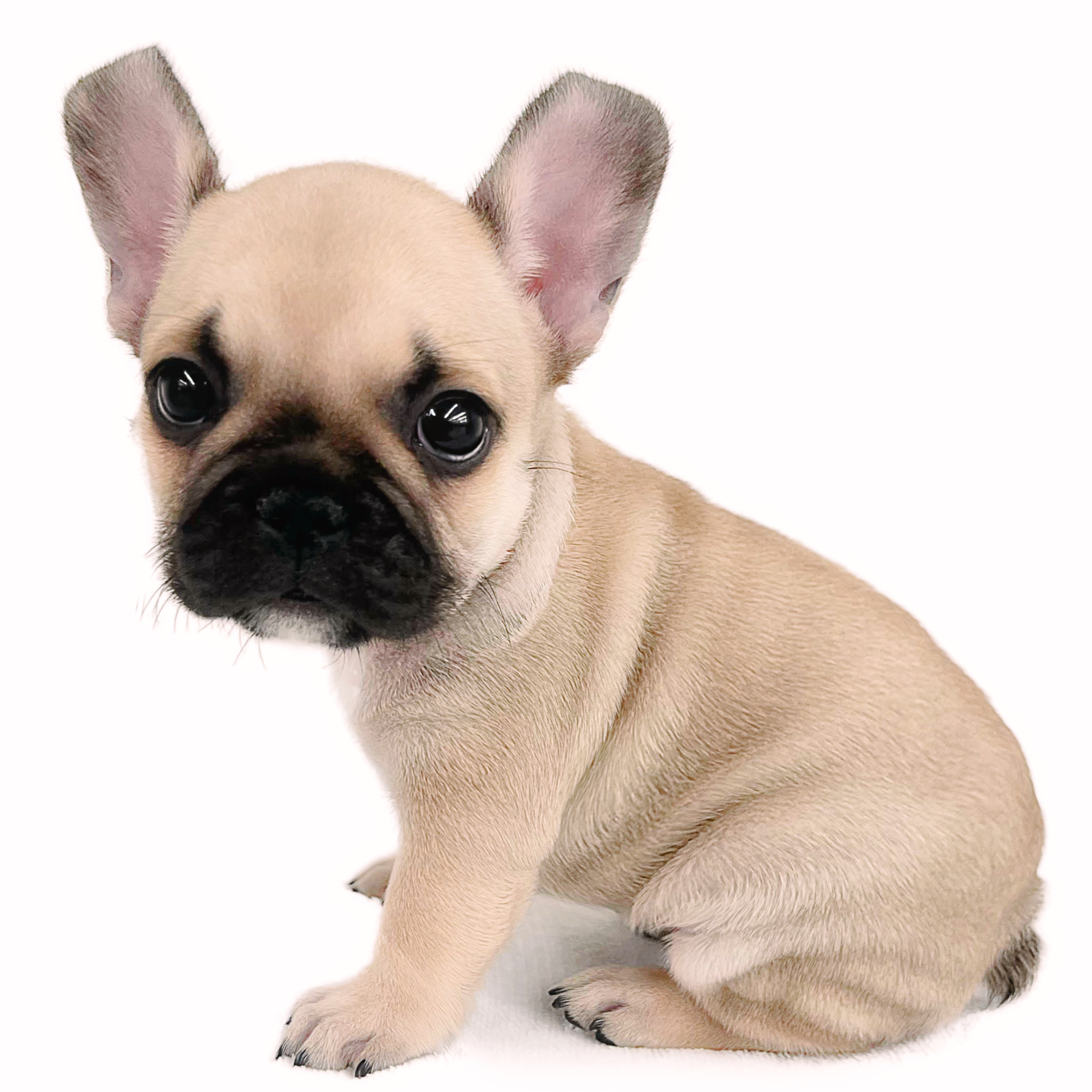 フレンチブルドッグ | ペットショップ マルワン 小さめ子犬 美形な子猫