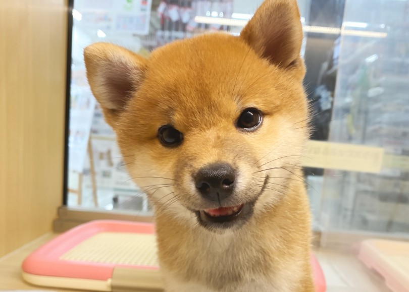 柴犬ってやっぱり可愛い！ | 柴犬 （06-201） - 横浜 大倉山店