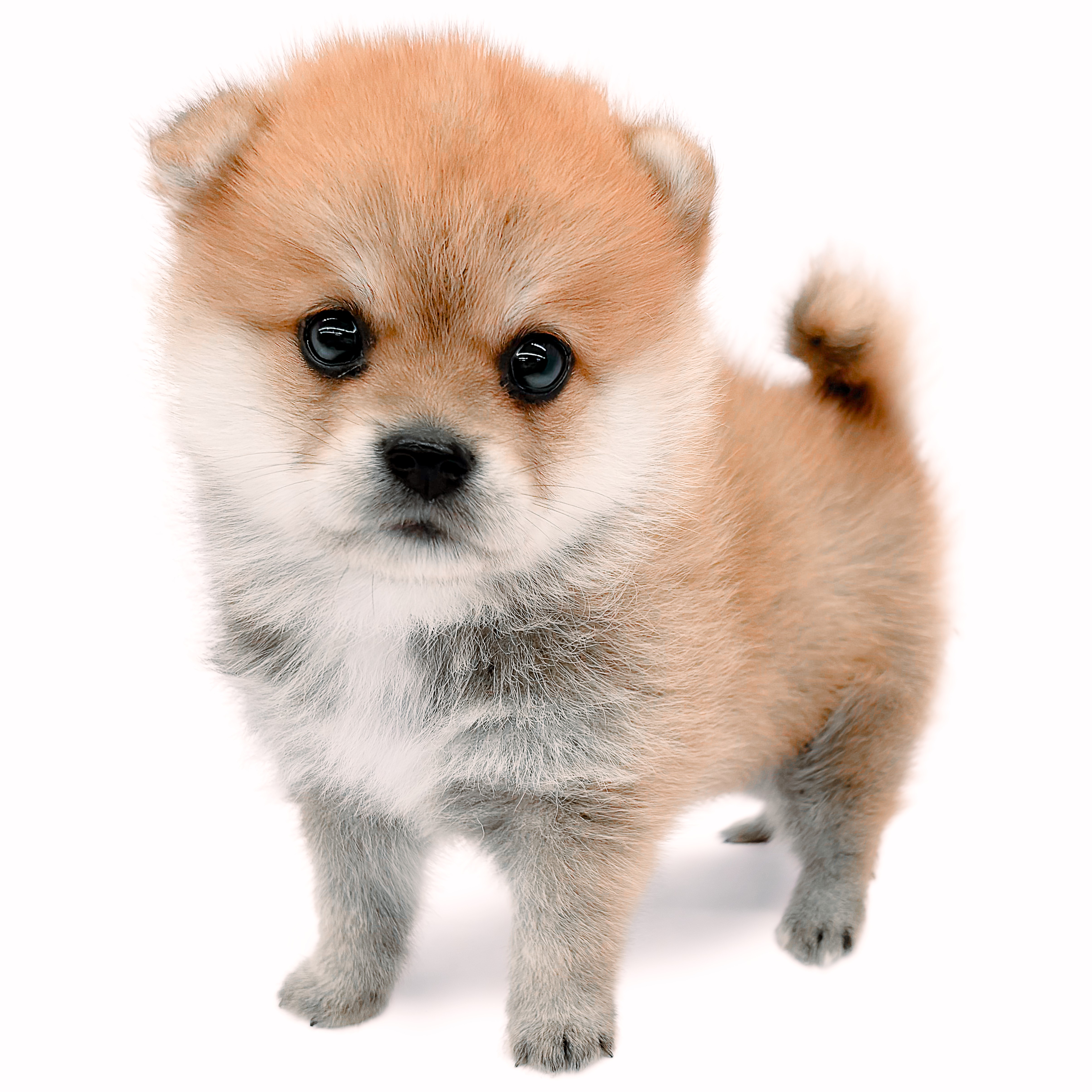 学際企画 正常X線フィルム 成犬/柴犬/マルチーズ/ポメラニアン/日本猫/X線臨床症例集 第1〜6巻 等 計14冊 ★ ☆ 000L3D 学際企画 正常X線フィルム 成犬/柴犬/マルチーズ/ポメラニアン