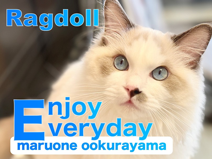 ラグドール 】1日8時間？！ネコちゃんの毛づくろいには理由があった
