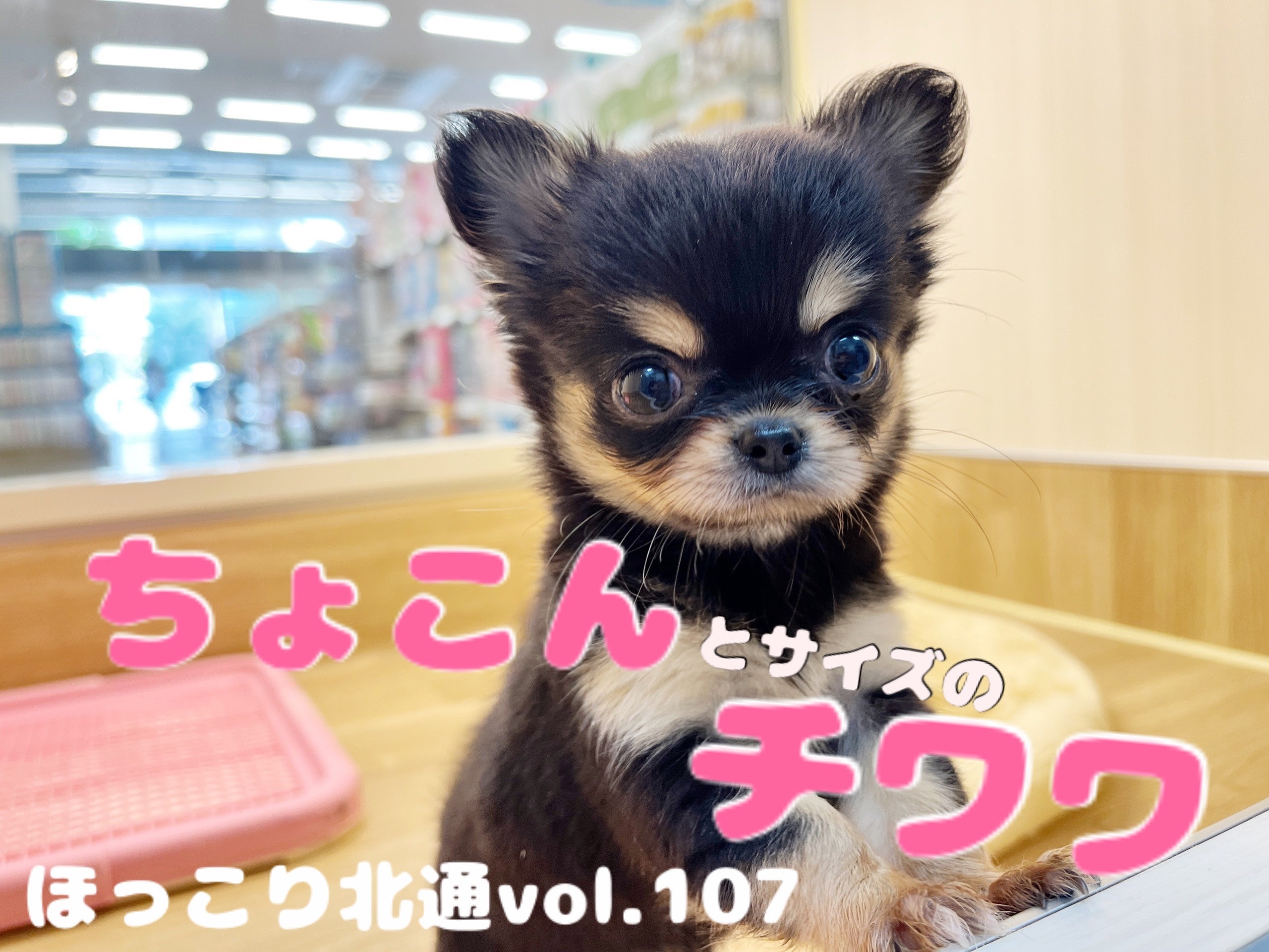 好きに ほっこり北通vol.107 】手のひらサイズチワワ降臨！ | マルワン 食器