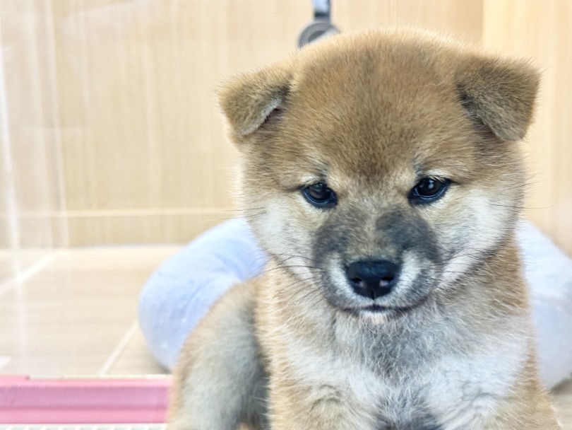 厚みのあるボリューミーな垂れ耳♡ | 柴犬 （06-201） - 横浜 大倉山店