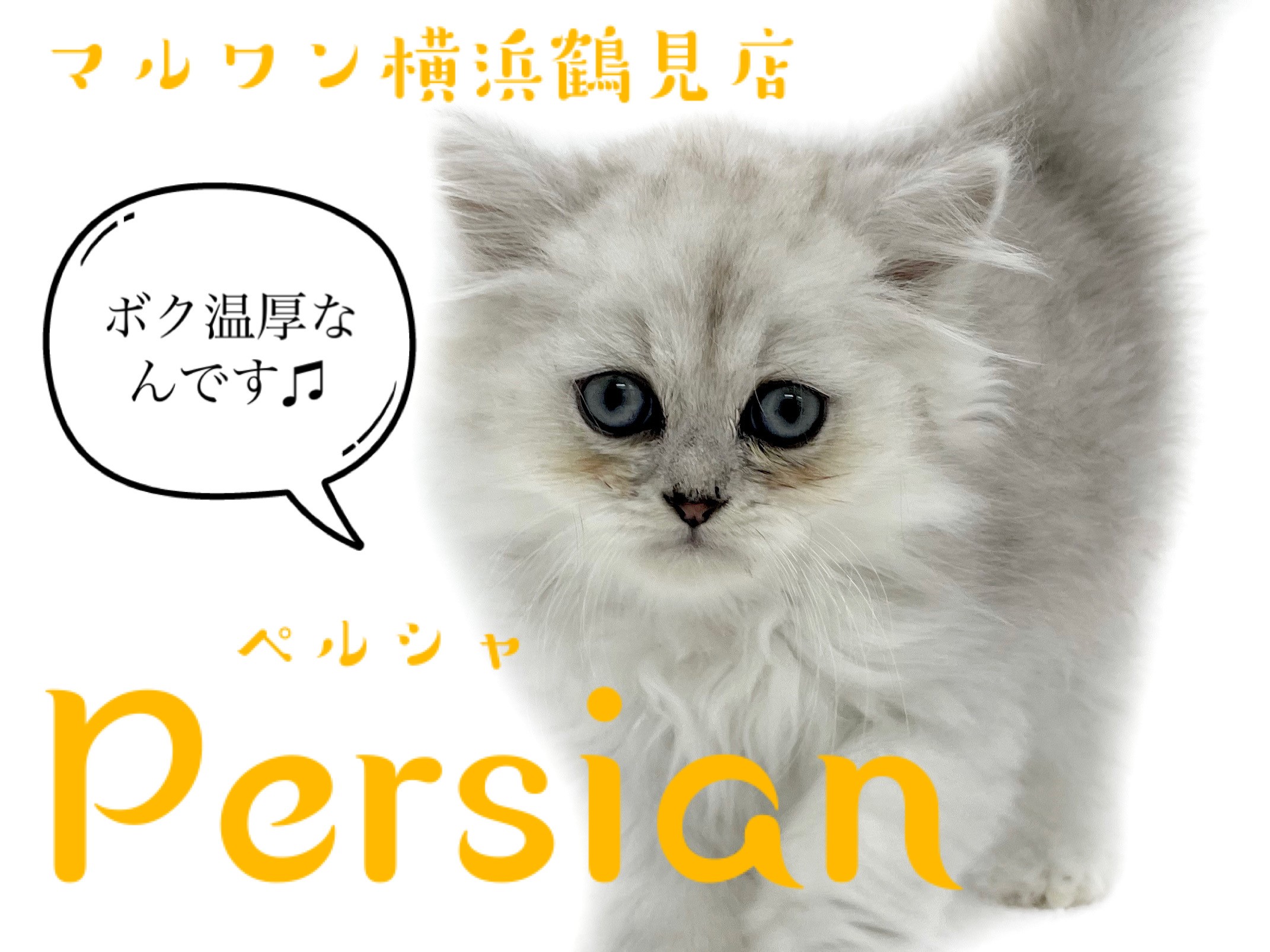 ペルシャ 】ネコちゃん初心者必見！温厚な性格！チンチラシルバーの