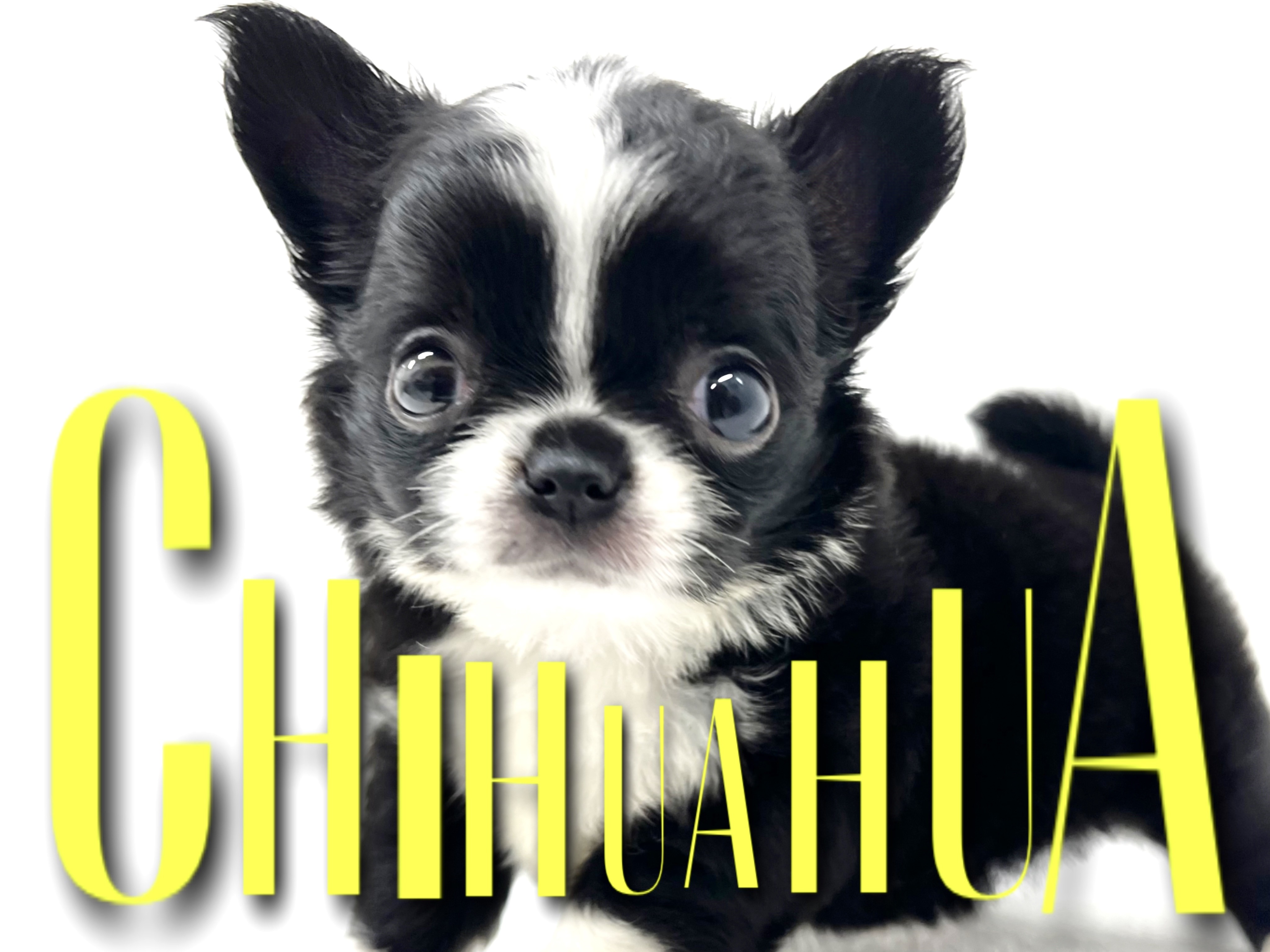 チワワページ f9c2b17e18b2a737f68df08f79f7ee