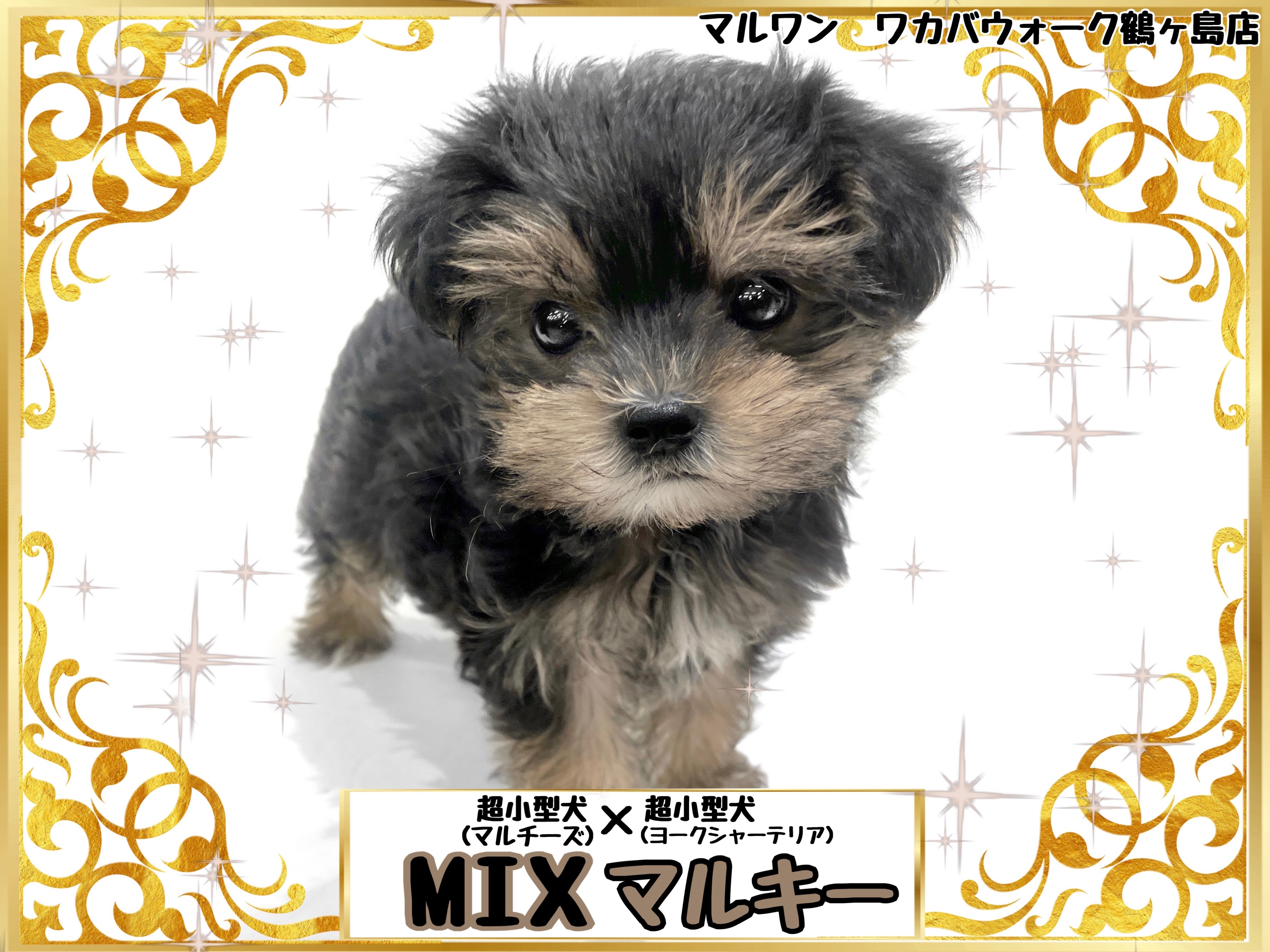 MIX 】毛の抜けにくい超小型犬種の両親を持つMIXマルキーちゃん