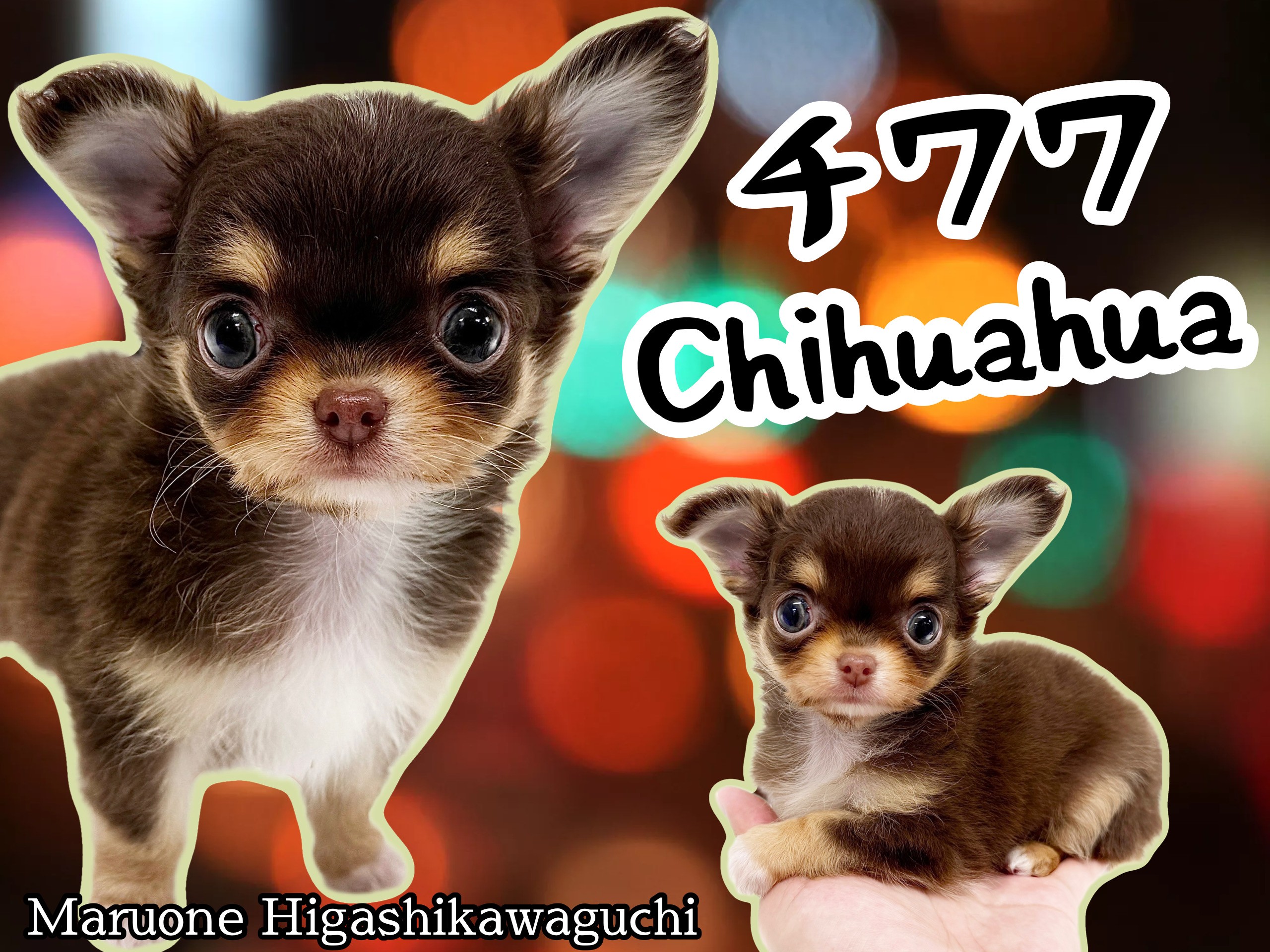 チワワ・ロングコート 】小さめサイズ！大人気のチョコタンチワワ