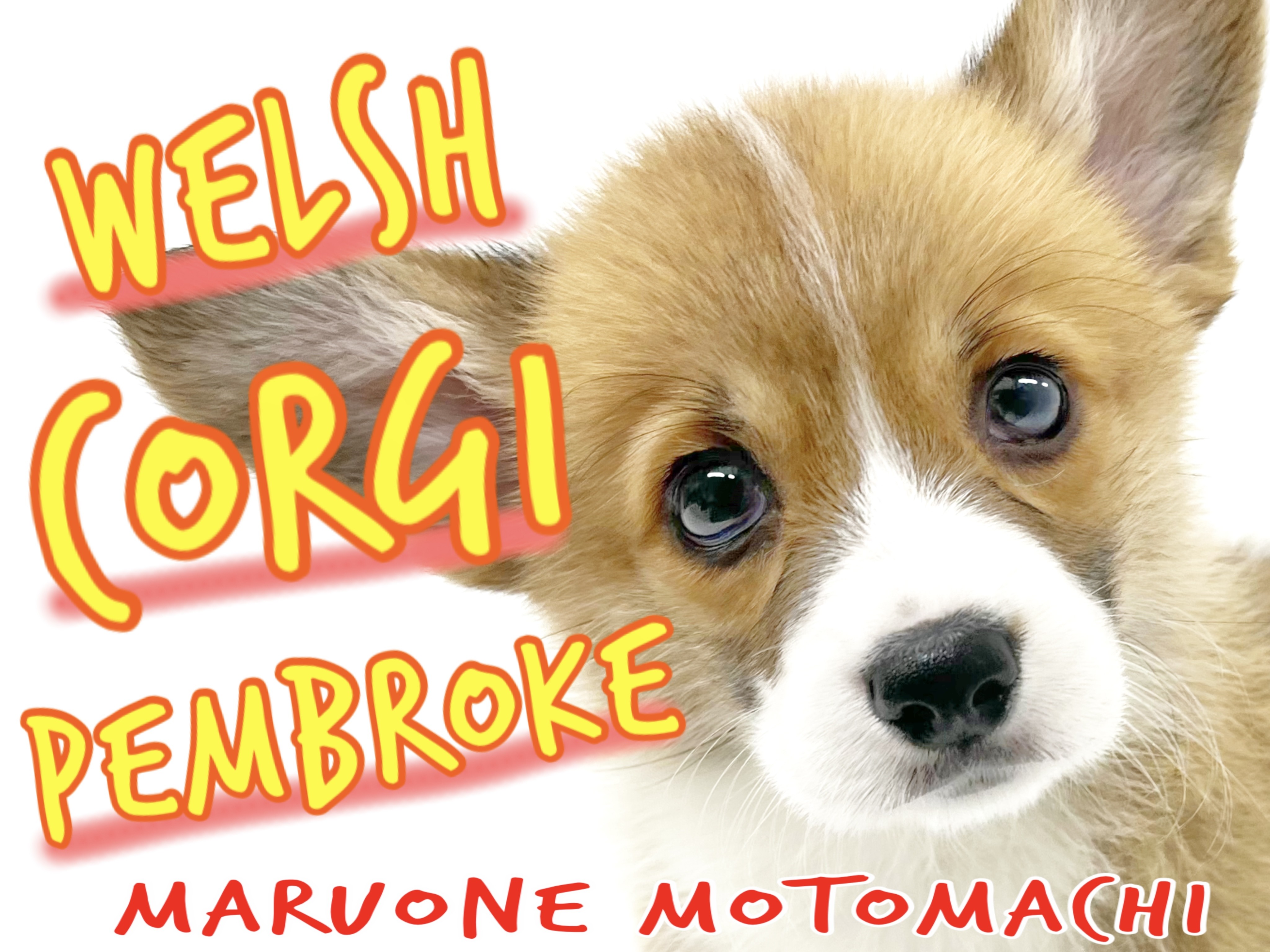 ウェルシュコーギーペンブローク 】短足わんこは横浜元町のムード