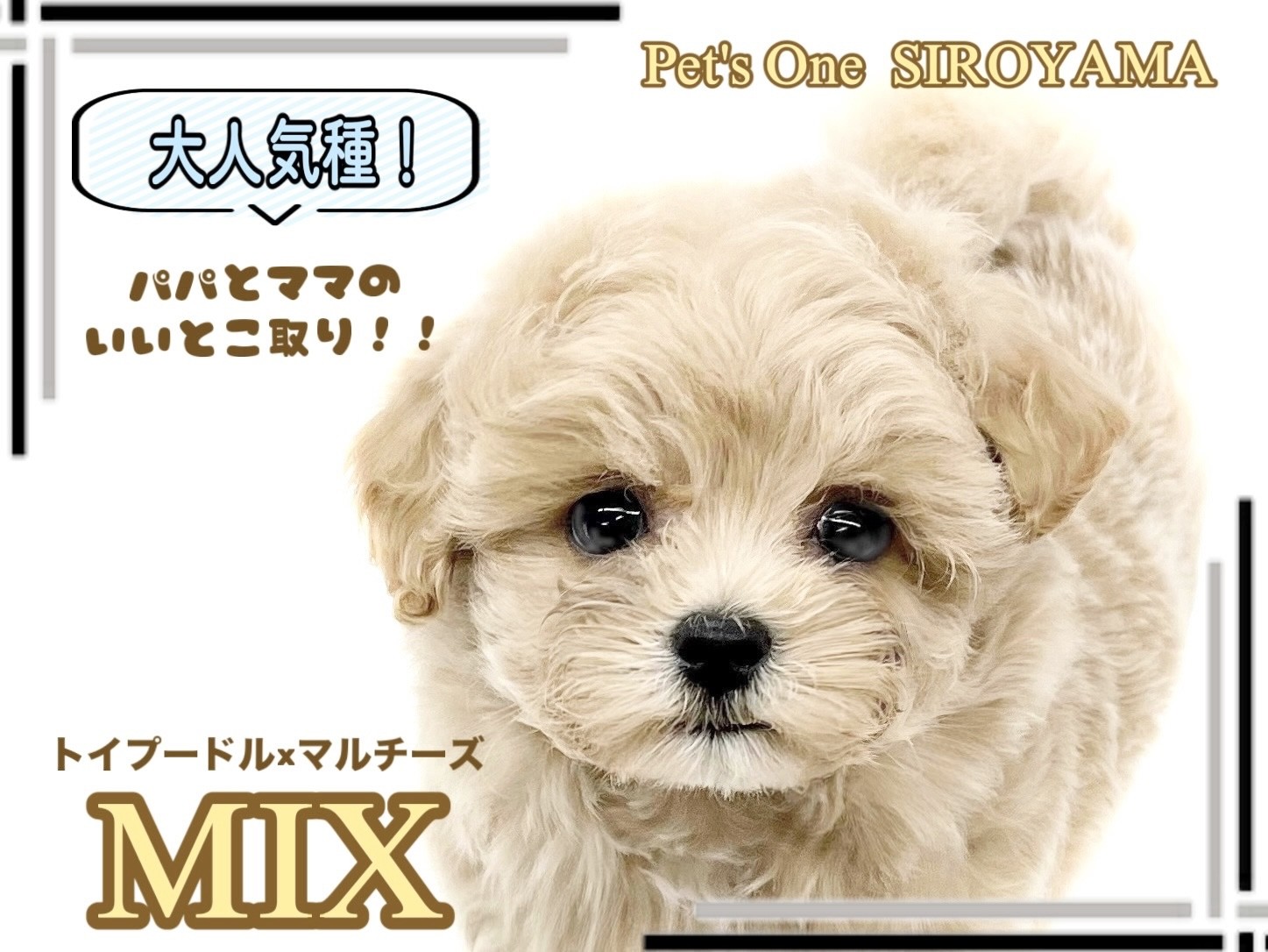 MIX 】いいとこどりのMIX犬！プーマルちゃんがやって来たよ！ | マルワンBLOG | ペットショップ マルワン 小さめ子犬 美形な子猫  初心者安心のサポート