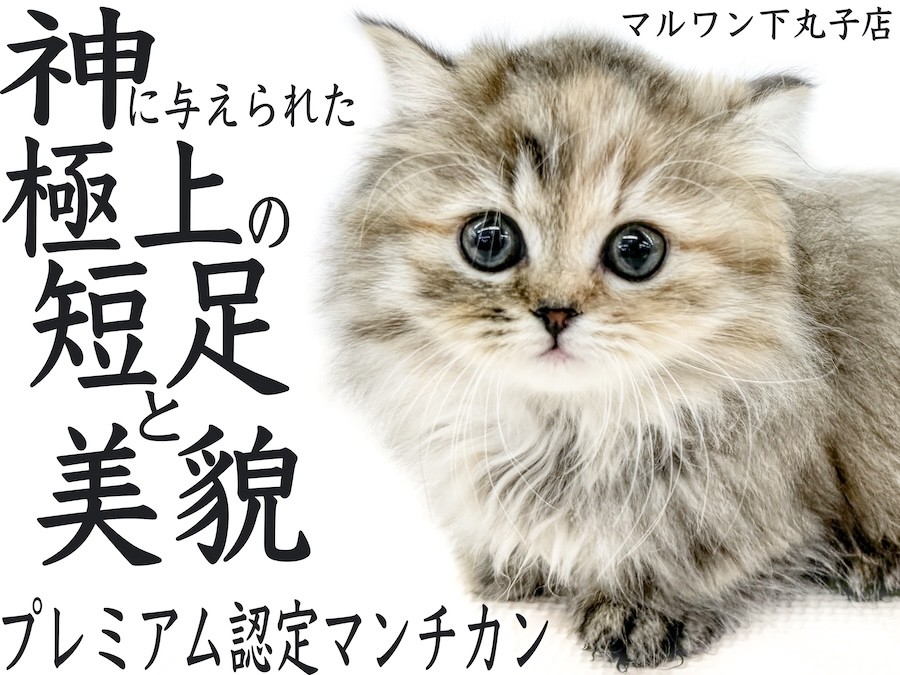 ハイビスカス柄、短毛シュシュ、わんちゃん猫ちゃん用 短毛シュシュ、ハイビスカス柄、わんちゃん猫ちゃん用