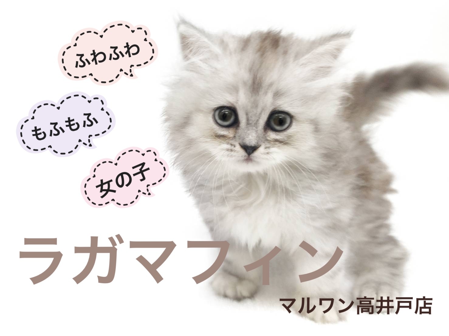 ラガマフィン 】ラグドールとペルシャ系を掛け合わせたゴージャス