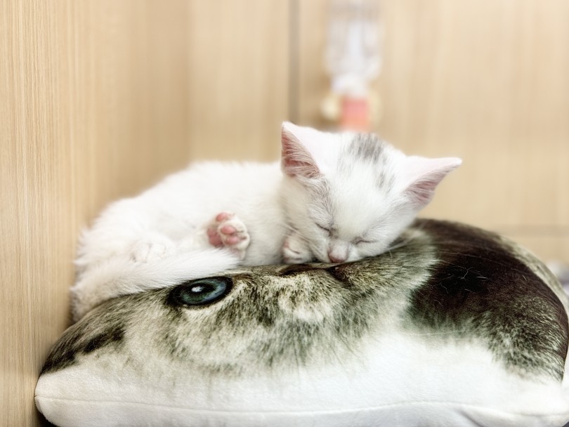 この時期の室温には注意してあげてくださいね♡ | マンチカン （06-108） - 横浜 大倉山店