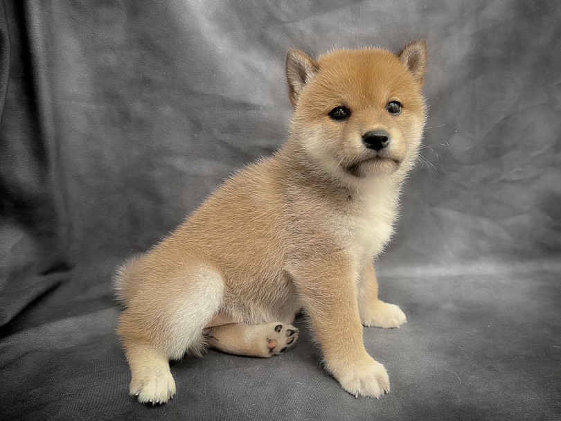 淡い赤の被毛カラー | 柴犬 （06-214） - 横浜 大倉山店