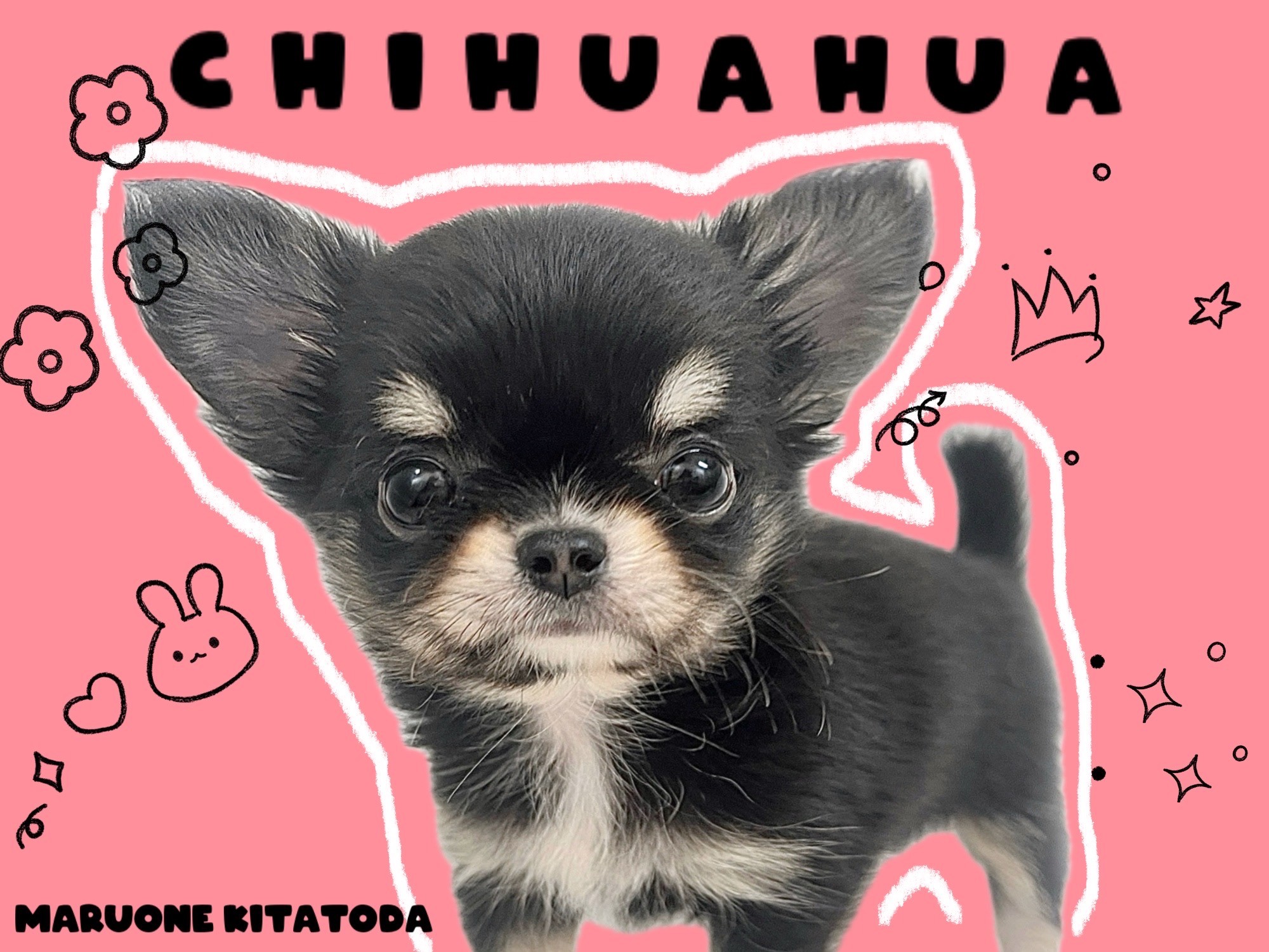 チワワ 】超小柄サイズ！一目ぼれすること間違いなしのプレミアム