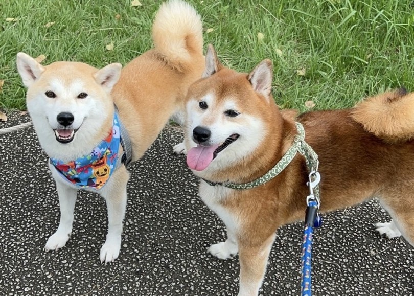 卒業生柴犬  左：しし丸 右：ちくわ | 柴犬 （06-214） - 横浜 大倉山店