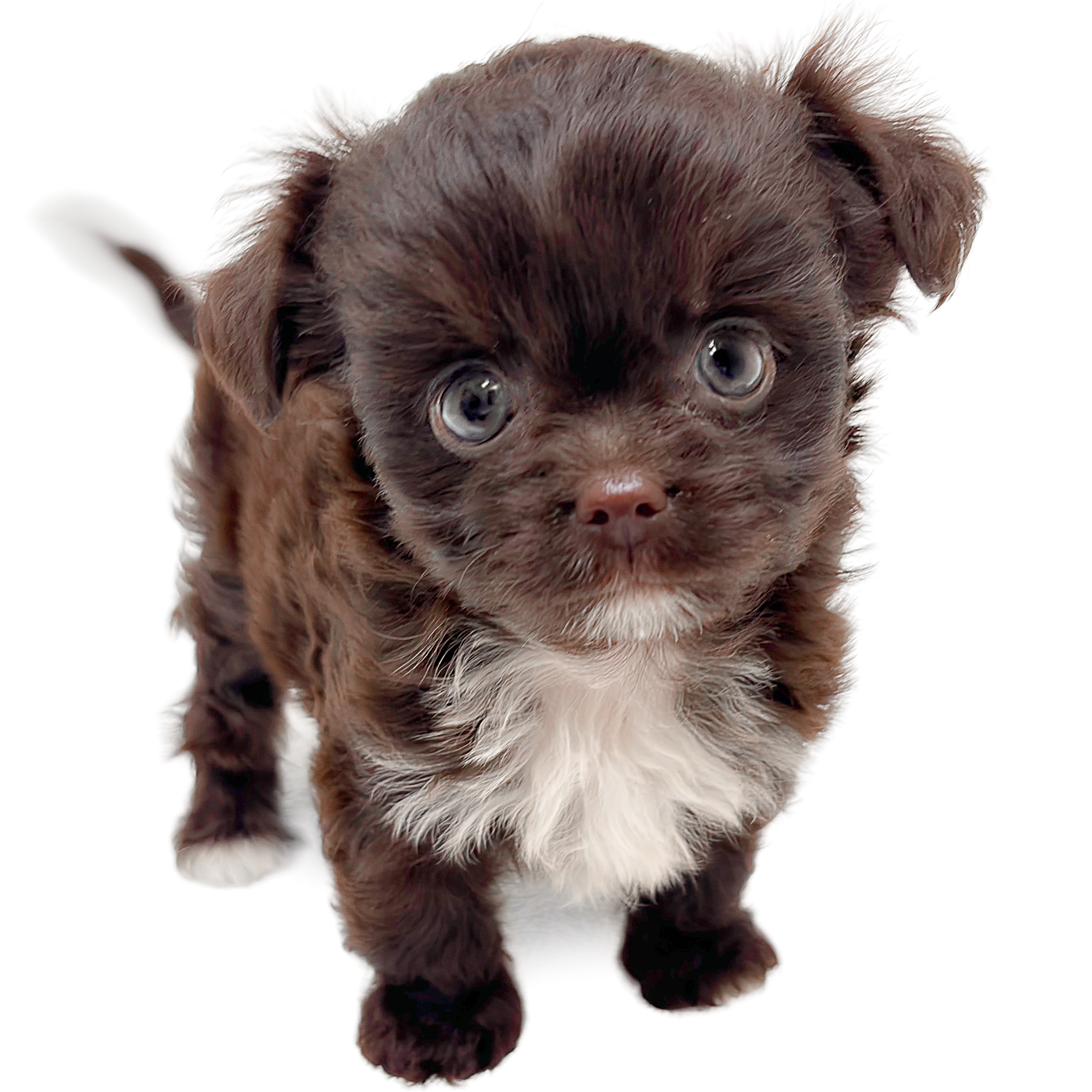 MIX（トイプードル×チワワ） | ペットショップ マルワン 小さめ子犬