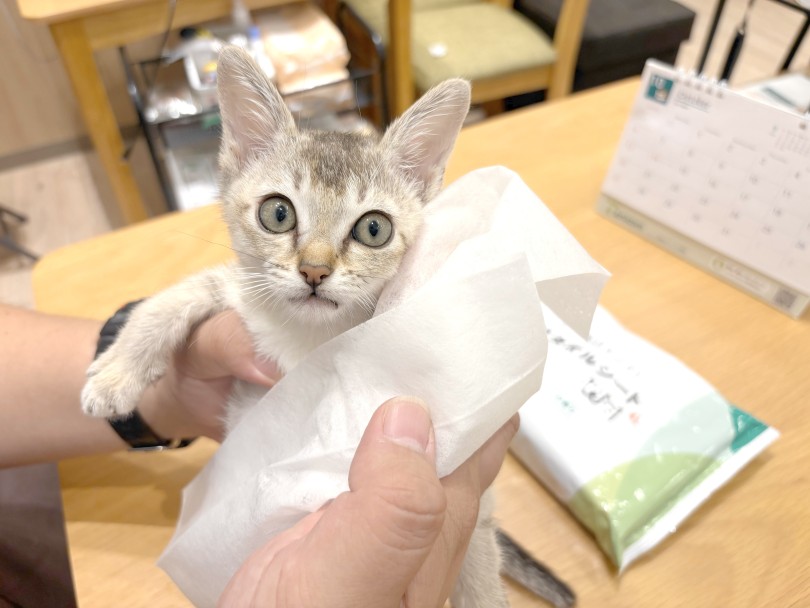 お手入れは簡単短毛猫です | シンガプーラ （21-143） - 鶴ヶ島店