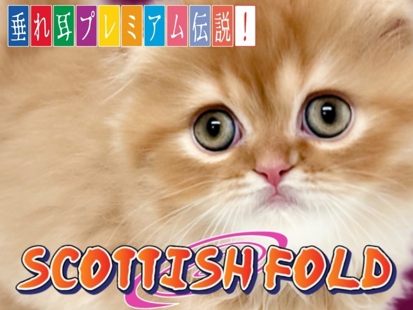 スコティッシュフォールド 】鮮やかカラー・タレ耳・長毛のプレミアム
