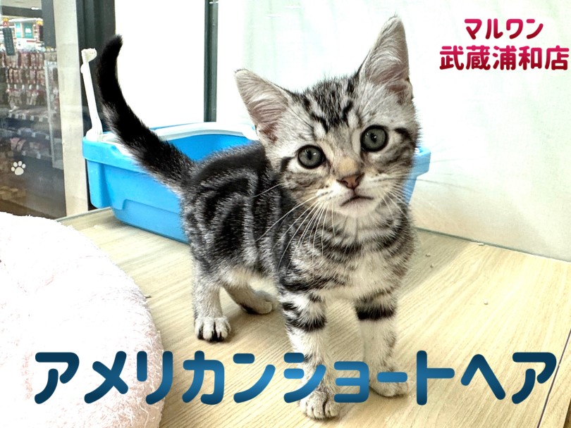 SWAROVSKI アメリカンショートヘア 猫 12,133 アメリカンショートヘア Stock Photos, High-Res