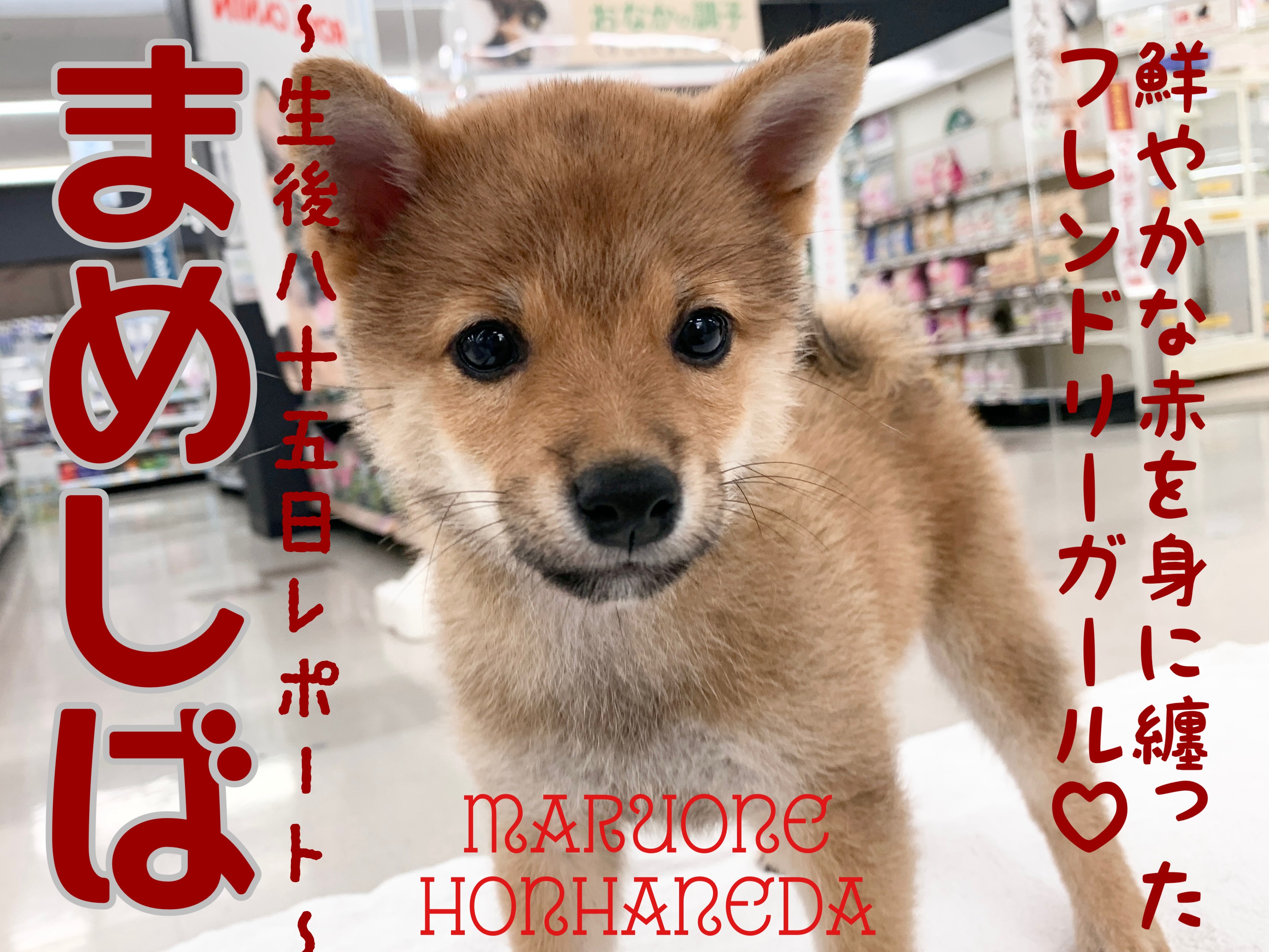 4af363c87c6a565e254720232173e6