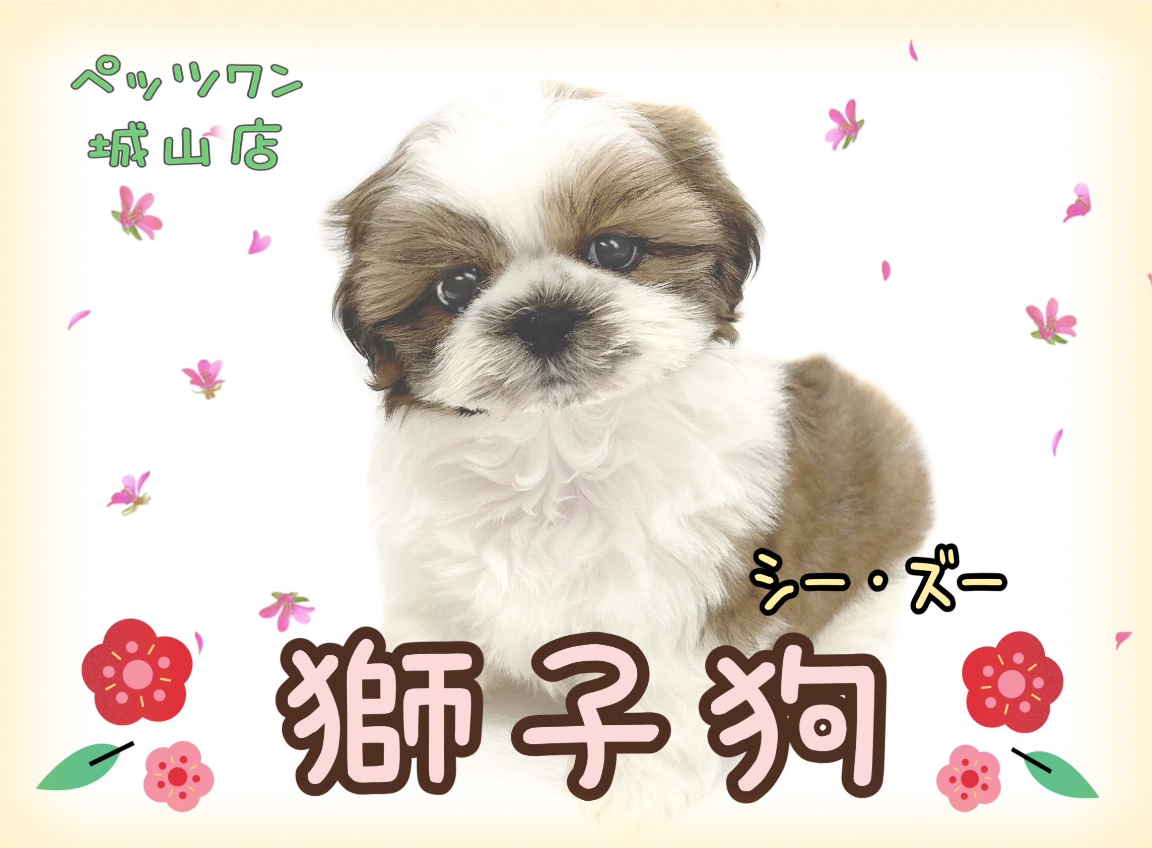 シーズー犬ページです♡ シーズー 】マイペースで甘えん坊、誰からも好かれるシーズーちゃん