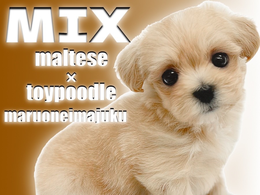 MIX マルプー 】アイドル要素満載！マルチーズとトイプードルのMIX犬