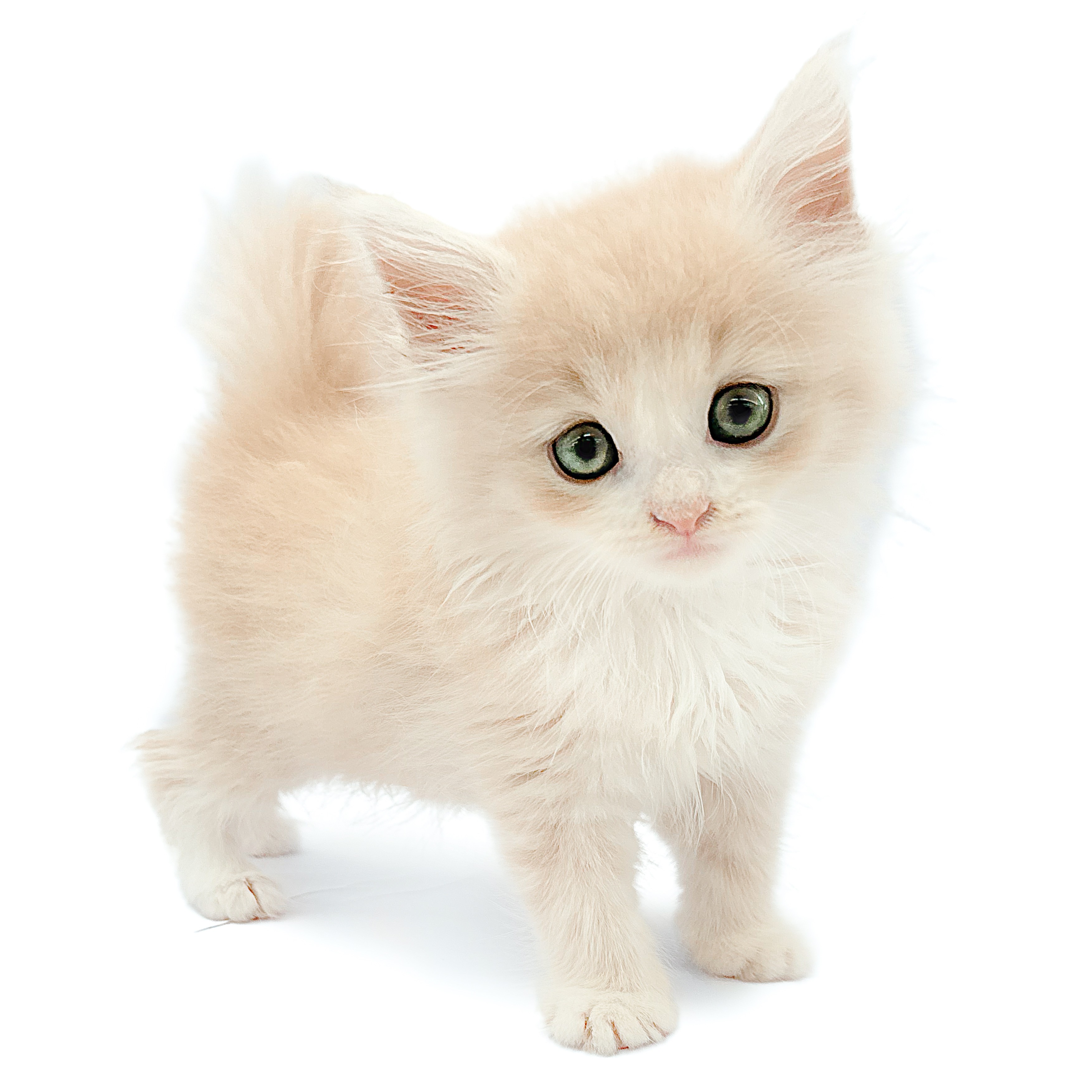 短毛シュシュ、赤(ひまわり)わんちゃん猫ちゃん用 ノルウェージャンフォレストキャット | ペットショップ マルワン