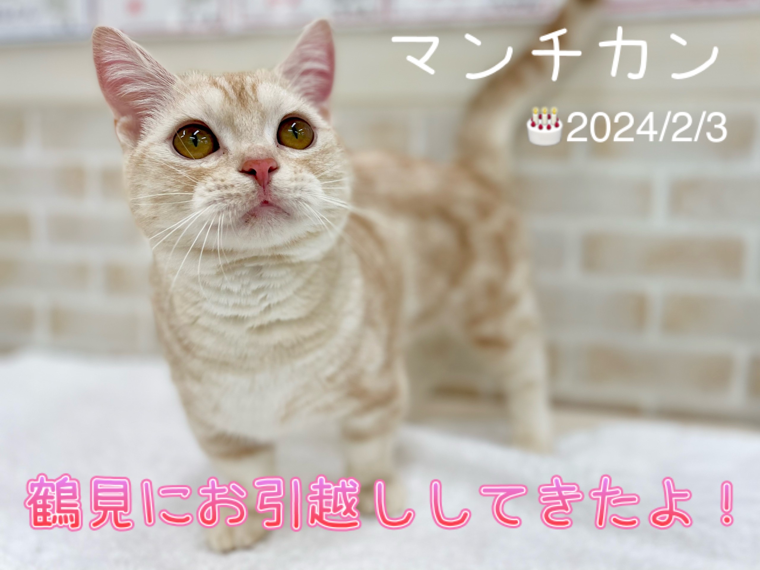 マンチカン 】愛らしい短足にゃんこ！クリームタビーの男の子が鶴見店