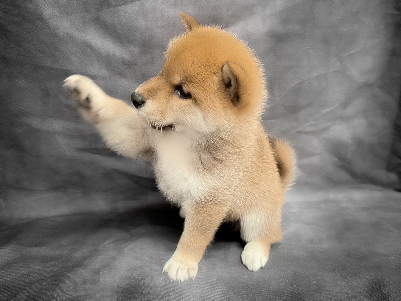 柴犬をこよなく愛するスタッフがいます | 柴犬 （06-214） - 横浜 大倉山店