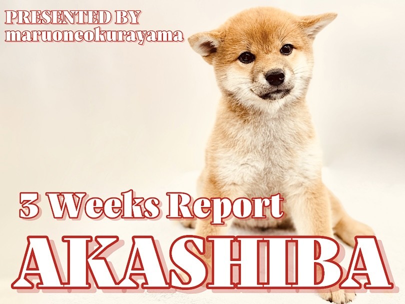 柴犬 】ポテンシャル高め！ただただ可愛いくま顔フェイスの成長