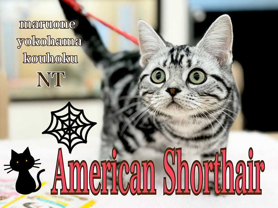 アメリカンショートヘア 】人馴れ、音馴れバッチリ！生後6ヶ月の