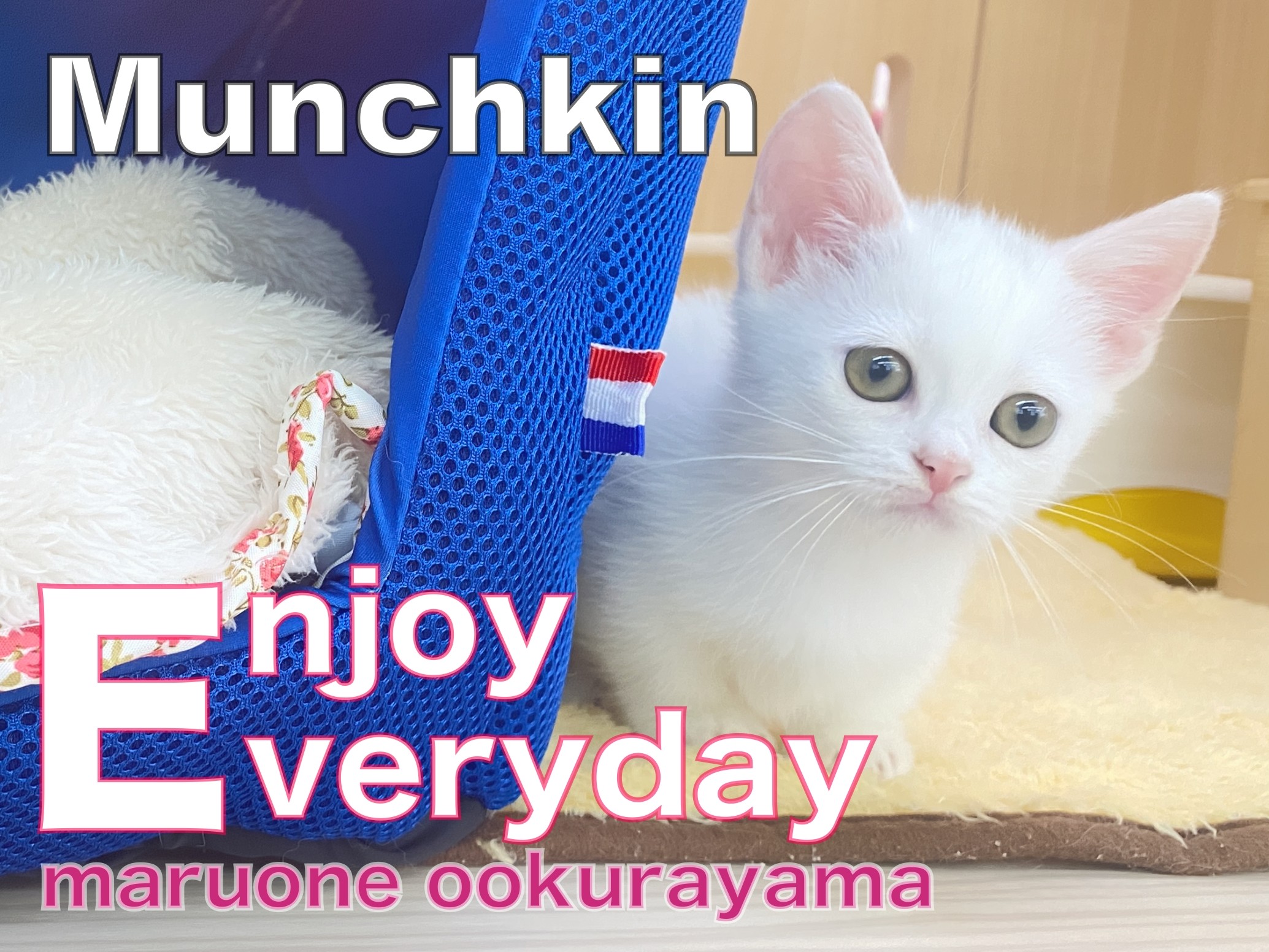 マンチカン 】冬支度始めました！ドームベッドで快適に過ごそう