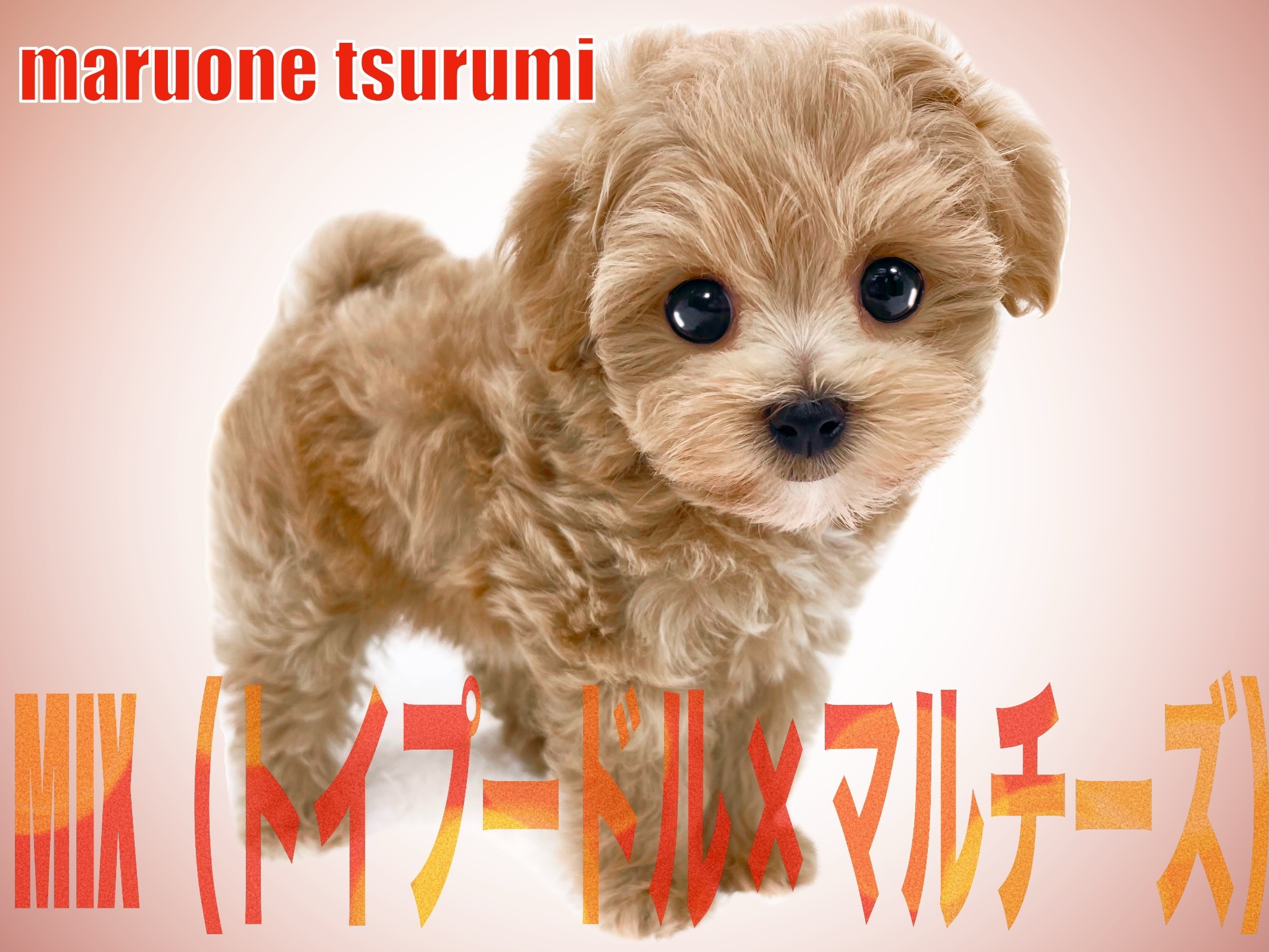 6f2f8d8cb1753e47d5a01300144c71