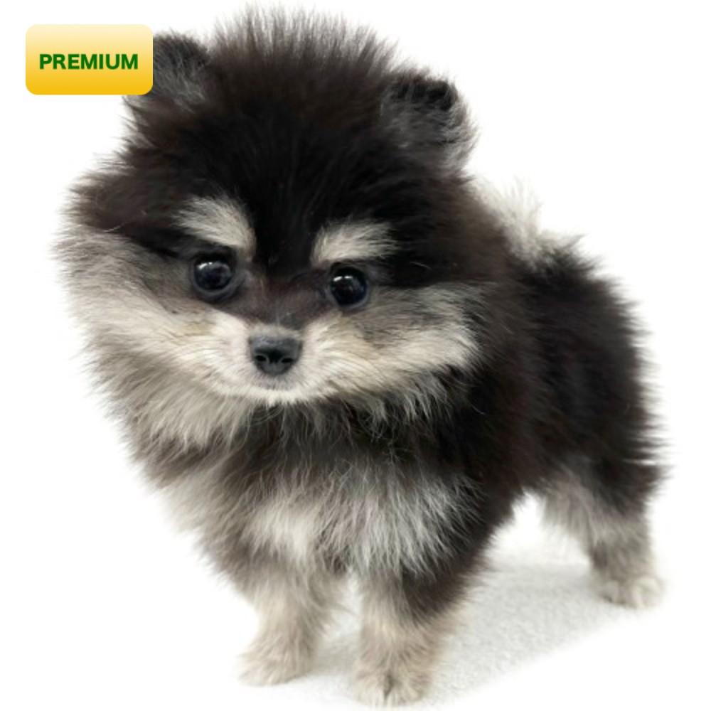 ポメラニアン | ペットショップ マルワン 小さめ子犬 美形な子猫