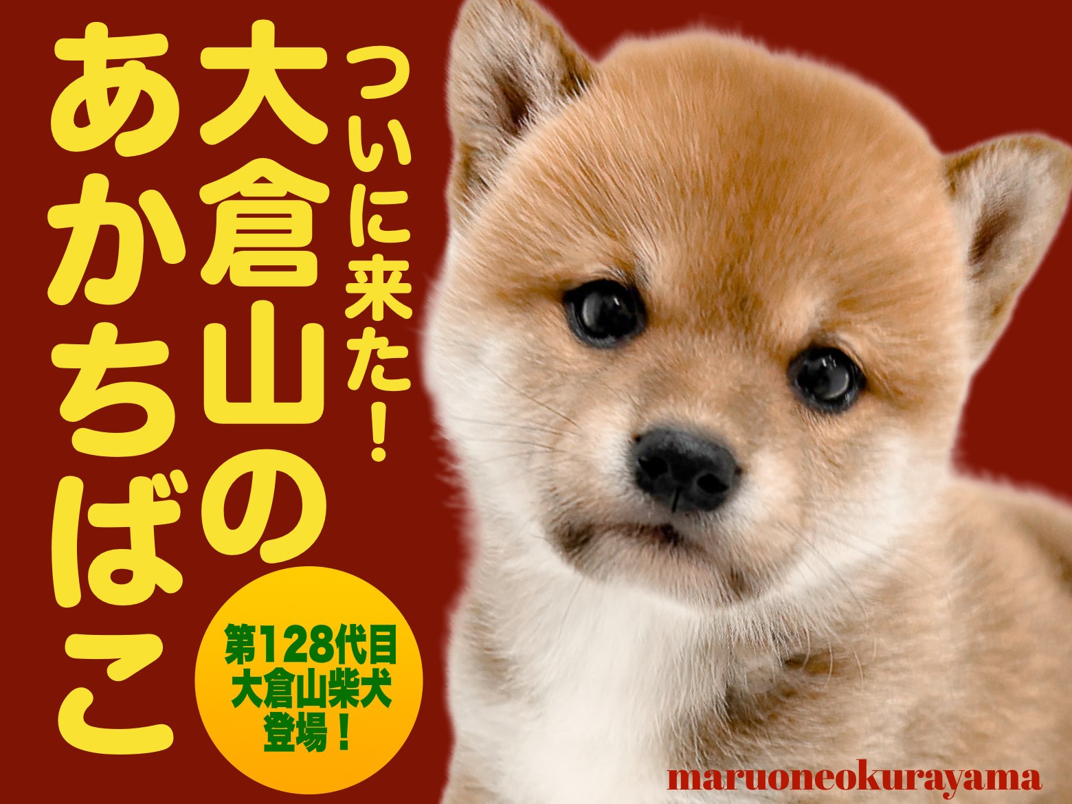 柴犬のりお様 柴犬 】柴犬王国に凛々しい三角お耳の神々しく光る赤柴降臨