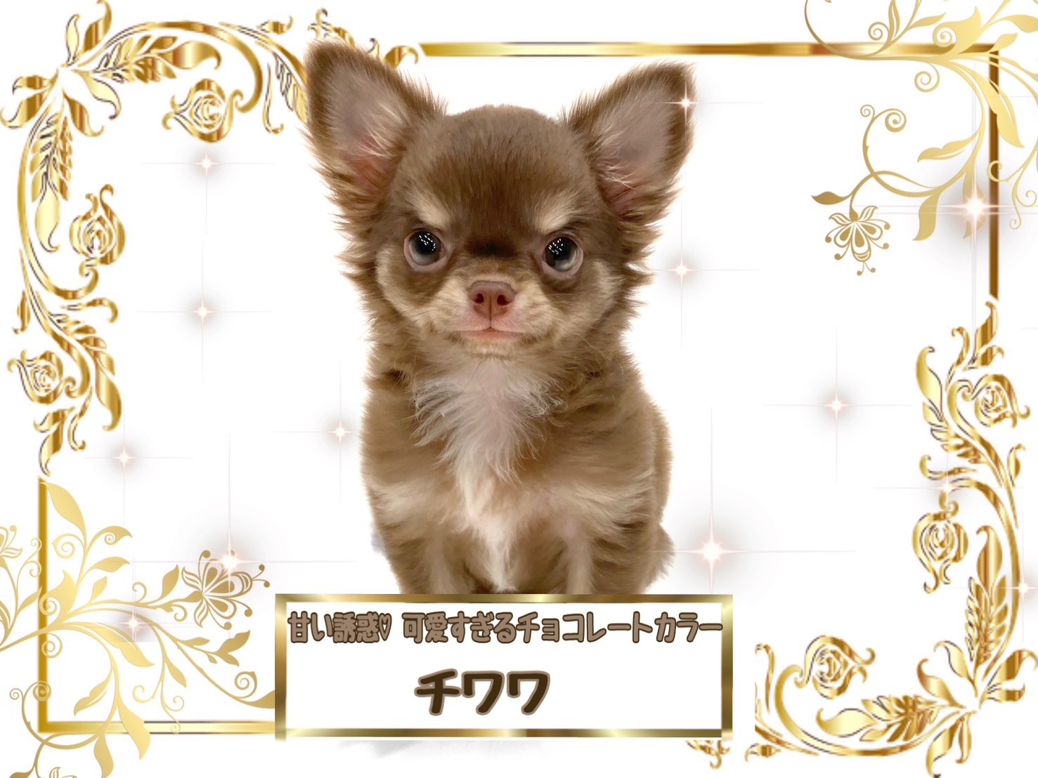 布バスケット チワワちゃん