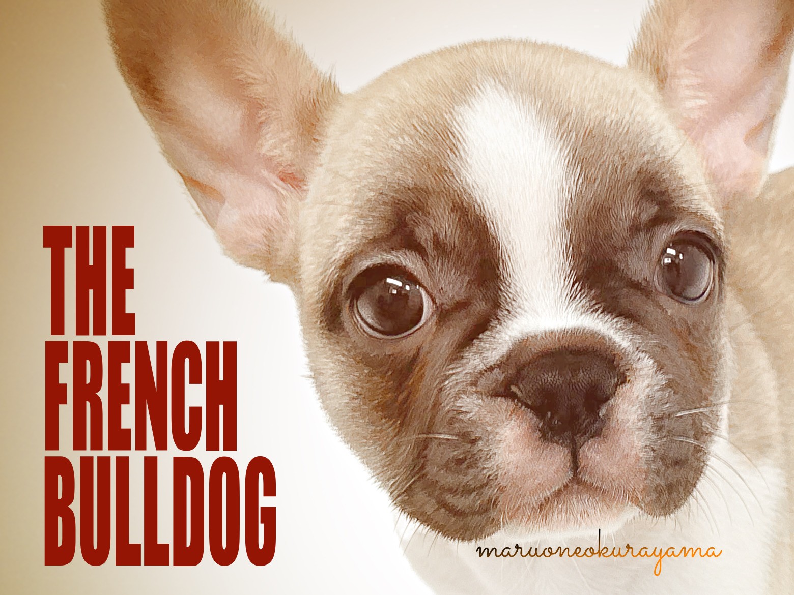 フレンチブルドッグ 】フルカラー・ブレーズのある個性的カラーのブヒ