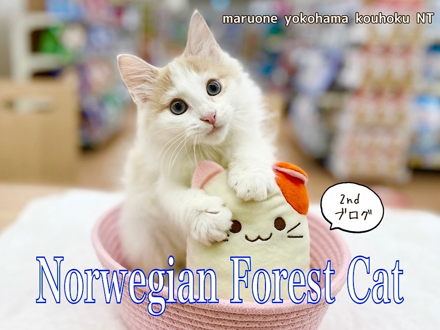 ノルウェージャンフォレストキャット 】ノルウェー君、生後3ヶ月の成長