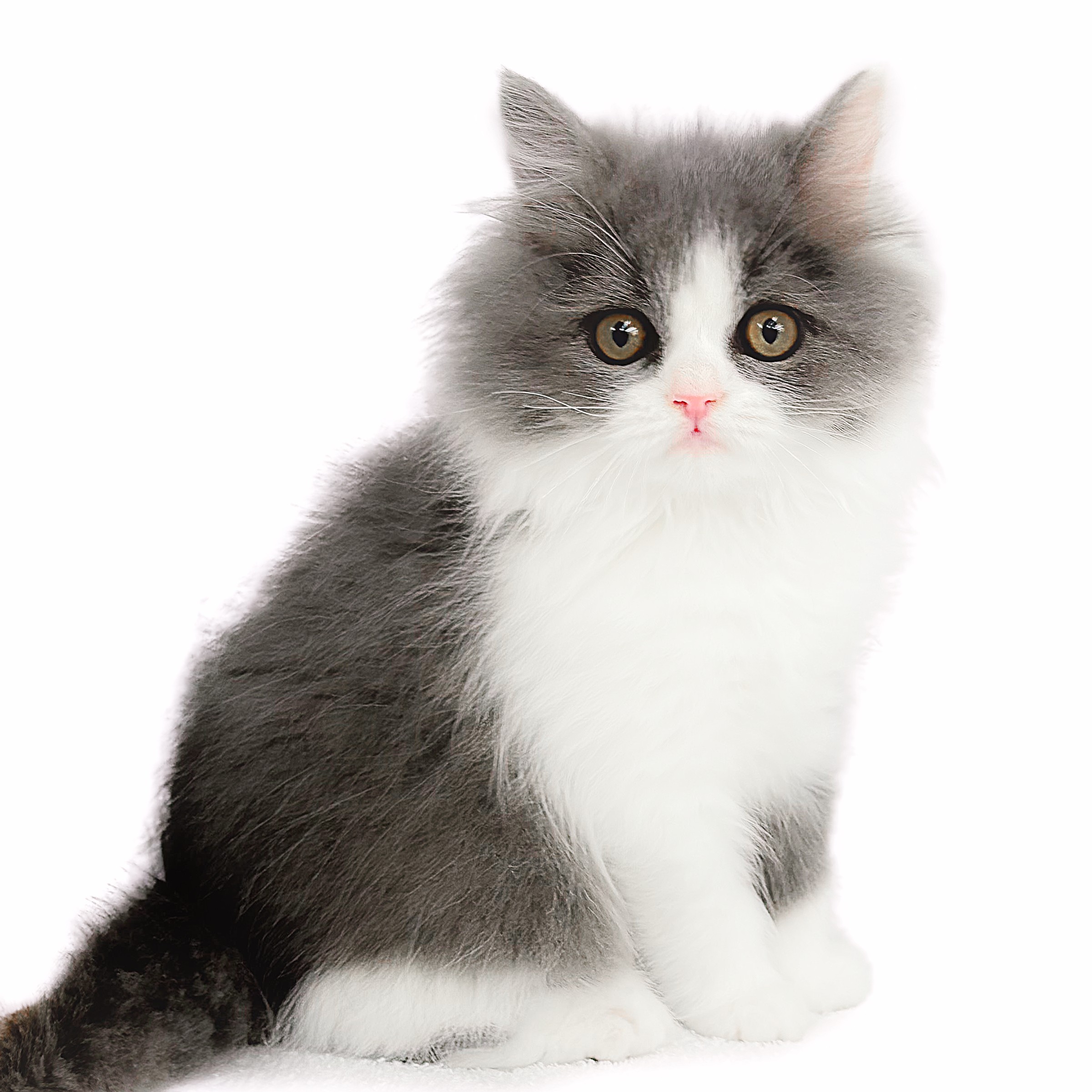 ラガマフィン | ペットショップ マルワン 小さめ子犬 美形な子猫