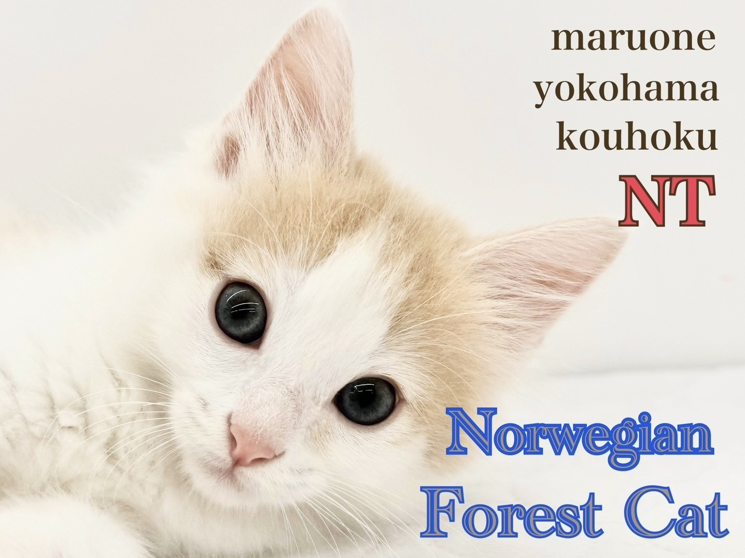 ノルウェージャンフォレストキャット 】ミルクティカラーの優美な