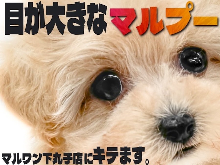 MIX 】大きな瞳とアプリコット色のぬいぐるみ系マルプー！可愛いお顔に