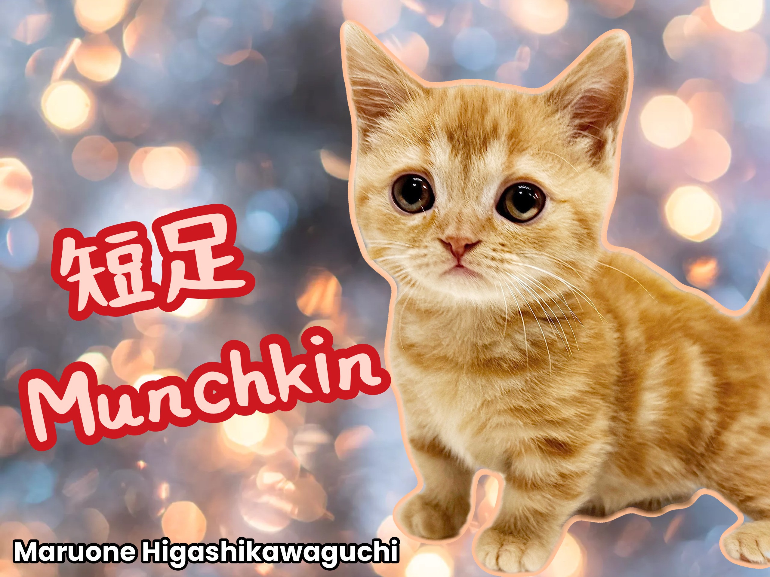 nauryさま リクエスト 猫色鉛筆画 マンチカン レッドタビー