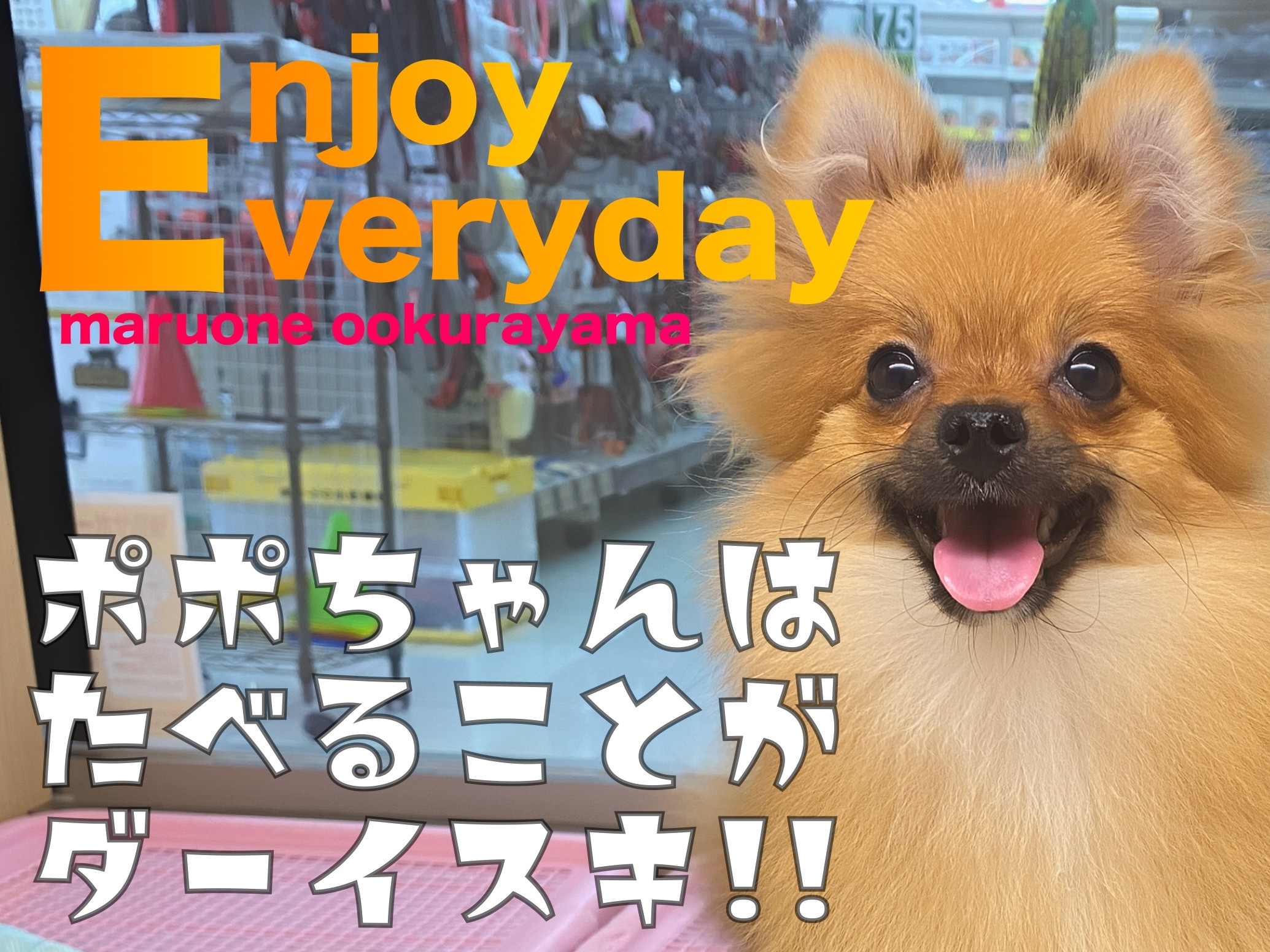 ポメラニアン 】ごはん大好き！ポポちゃんの食事に関して！ | マルワン